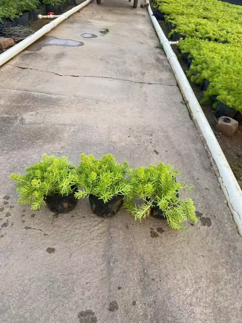 精品金叶佛甲草基地直发