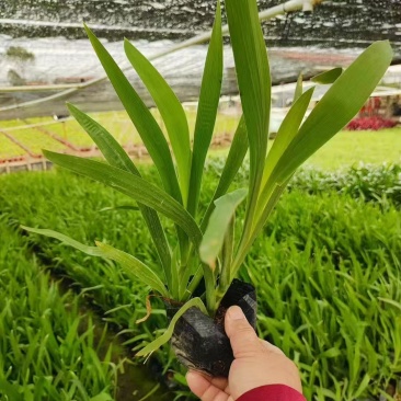 精品射干基地种植直发
