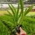精品射干基地种植直发