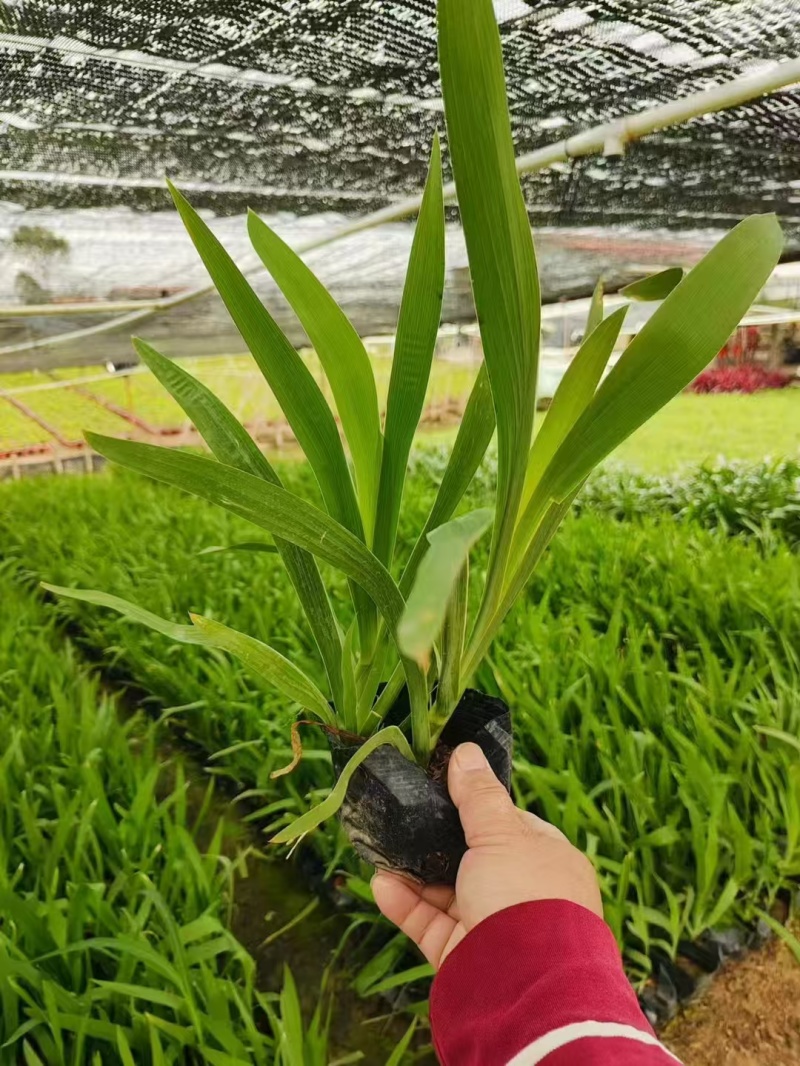 精品射干基地种植直发