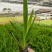 精品射干基地种植直发