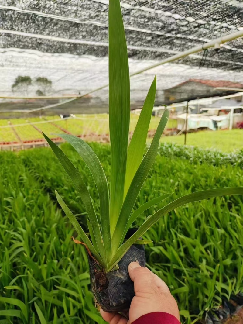 精品射干基地种植直发