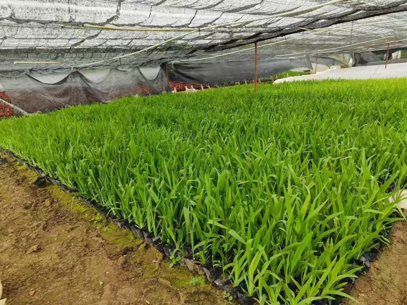 精品射干基地种植直发