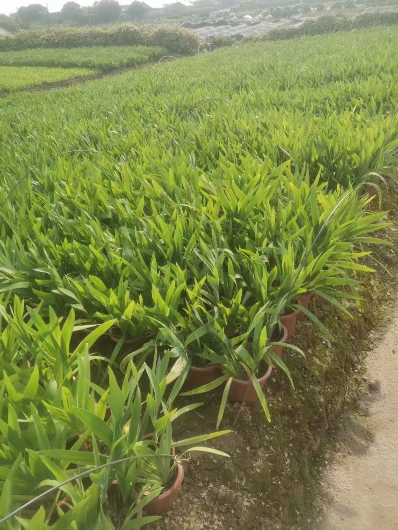 精品射干基地种植直发
