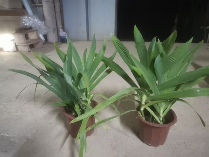 精品射干基地种植直发
