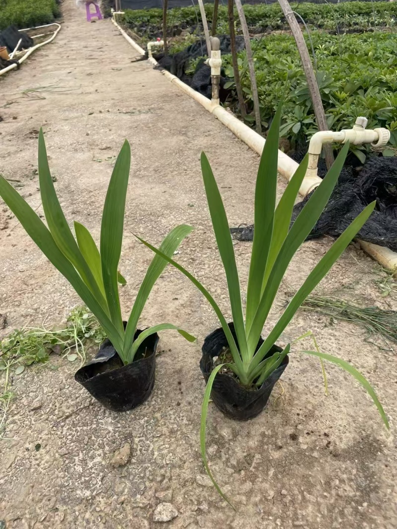 精品射干基地种植直发