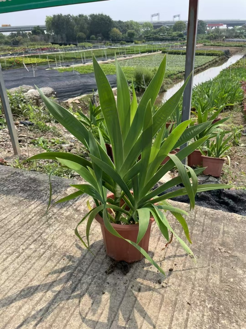 精品射干基地种植直发