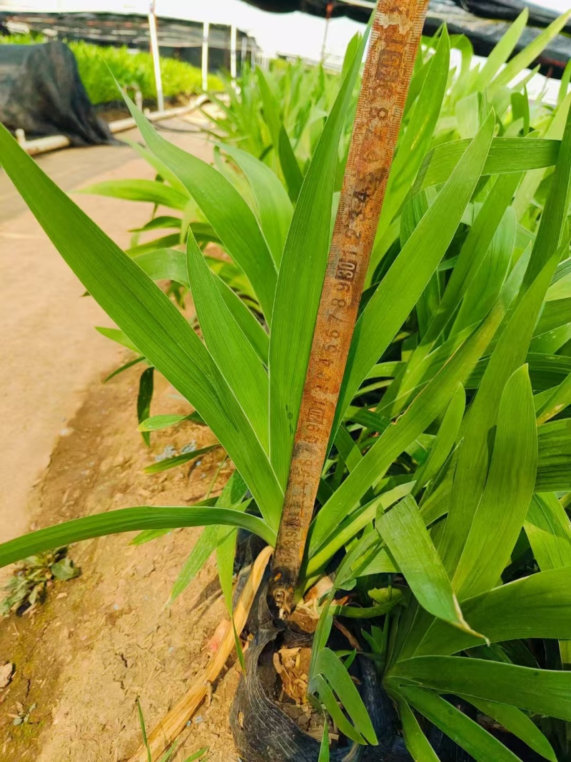 精品射干基地种植直发