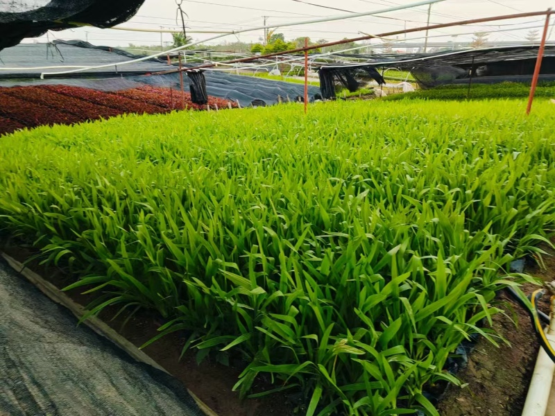 精品射干基地种植直发
