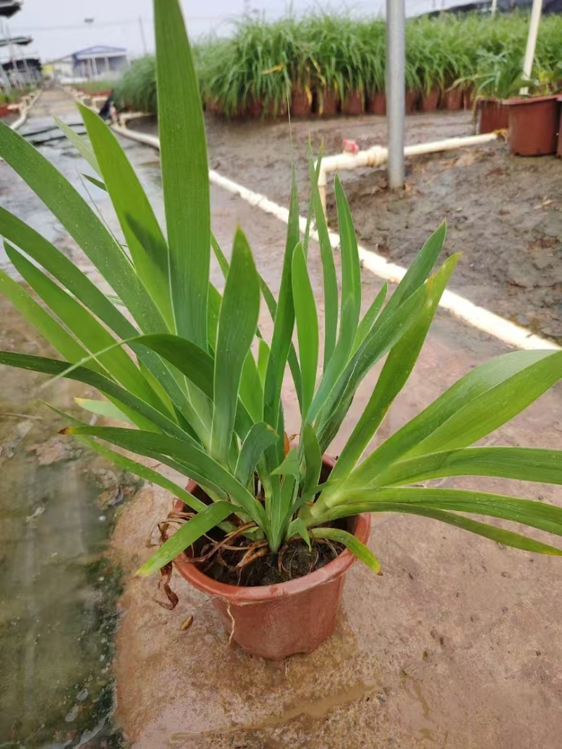 精品射干基地种植直发
