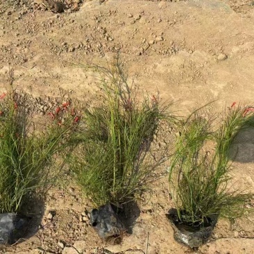 精品吉祥草基地种植