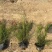 精品吉祥草基地种植