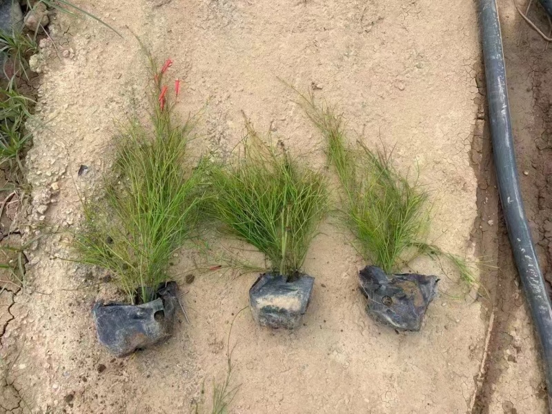 精品吉祥草基地种植