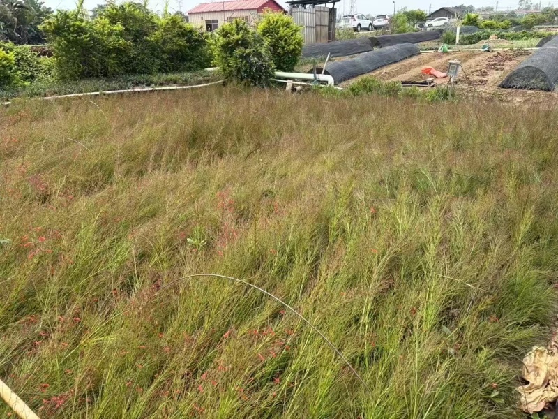 精品吉祥草基地种植