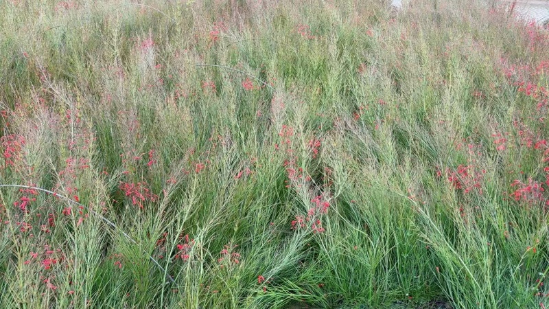 精品吉祥草基地种植