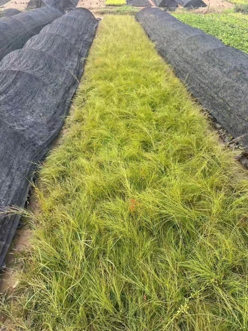 精品吉祥草基地种植