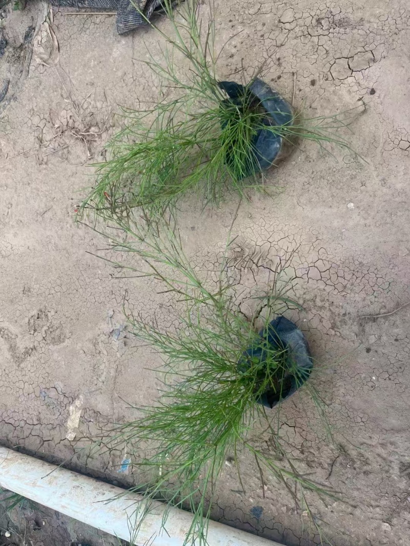 精品吉祥草基地种植