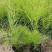 精品吉祥草基地种植