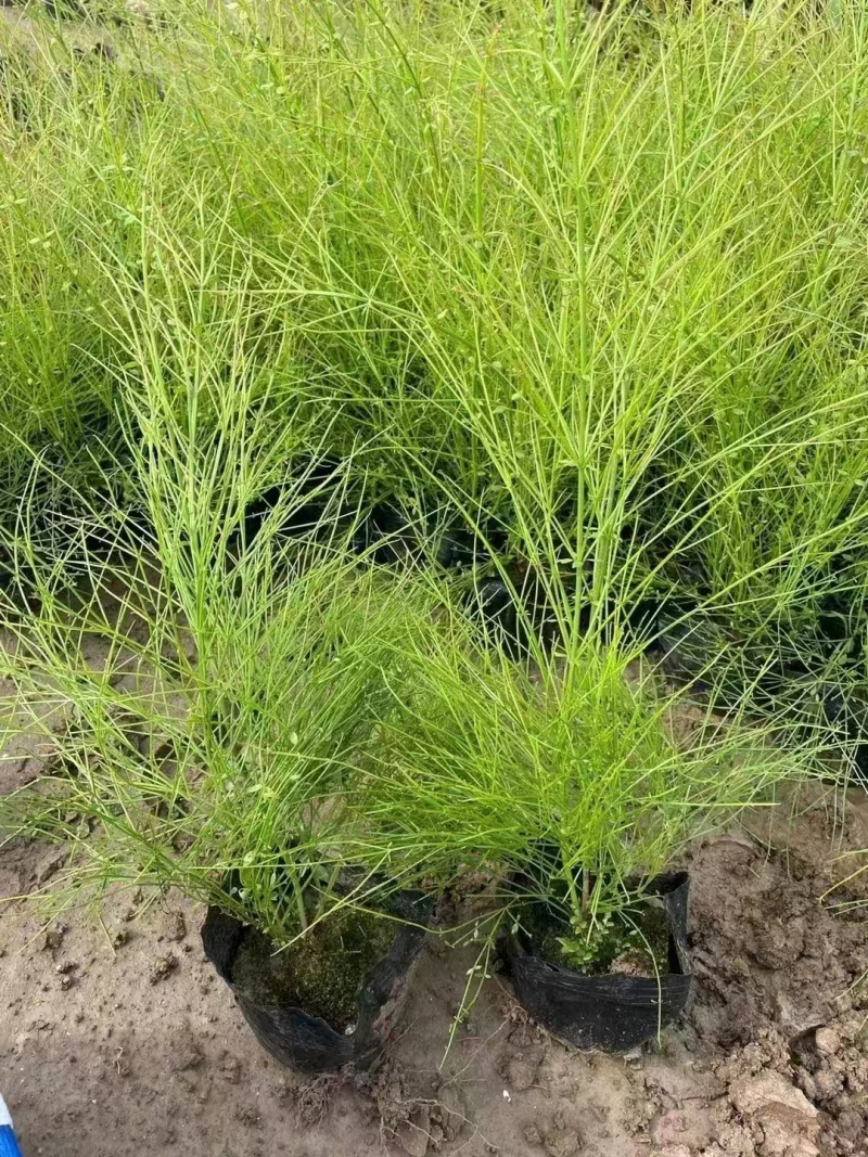 精品吉祥草基地种植