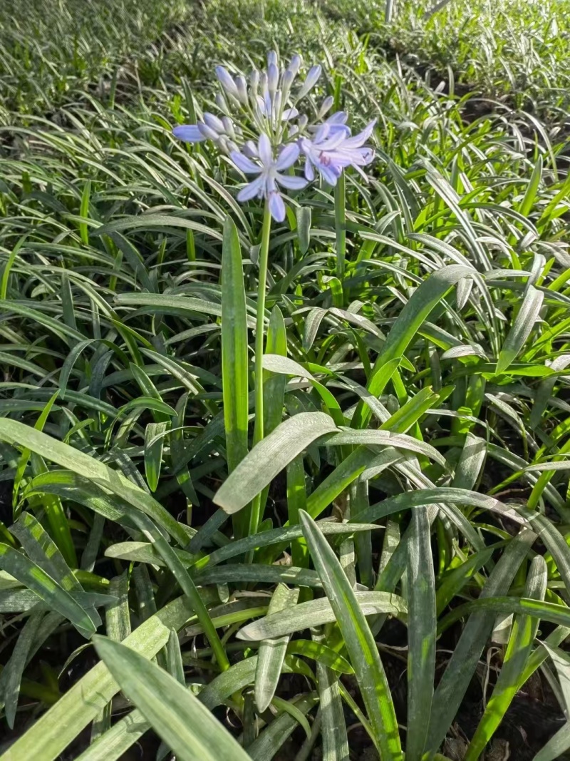 精品百子莲基地供应