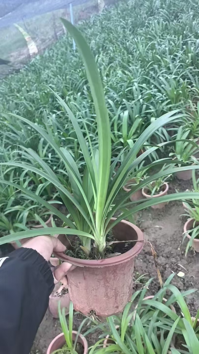 精品百子莲基地供应