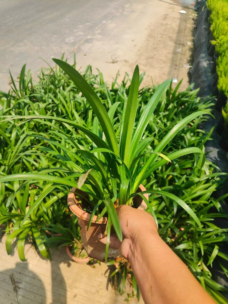 精品百子莲基地供应