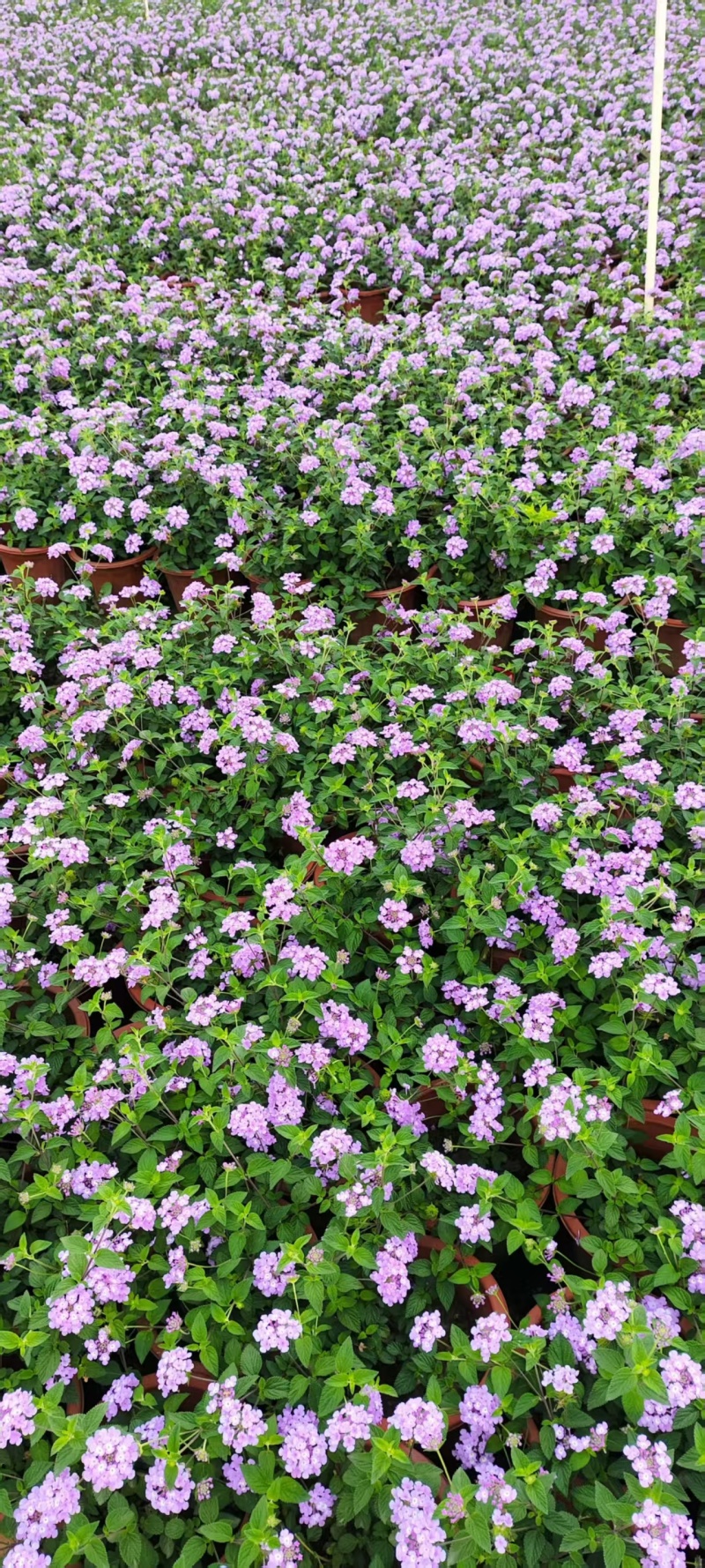 精品紫花马缨丹基地直发