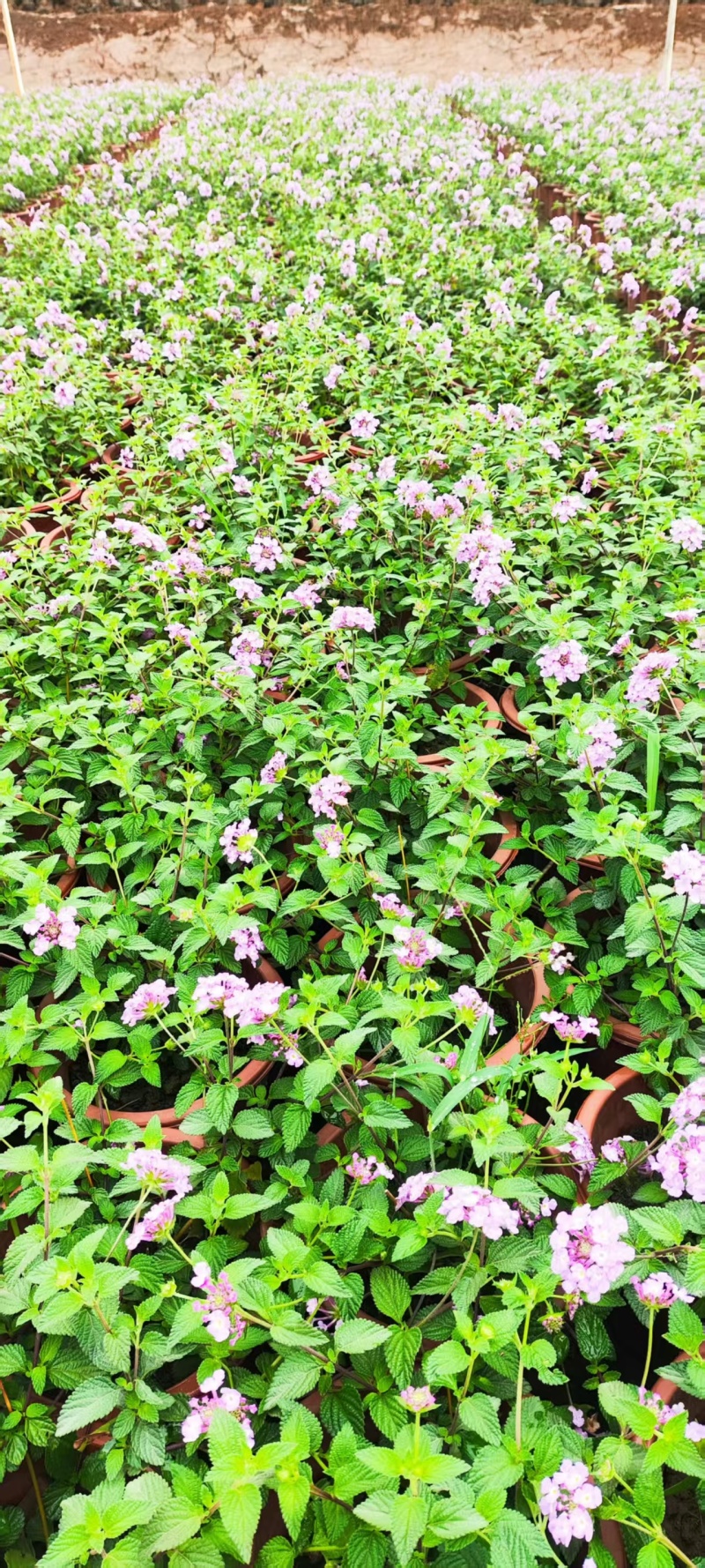 精品紫花马缨丹基地直发