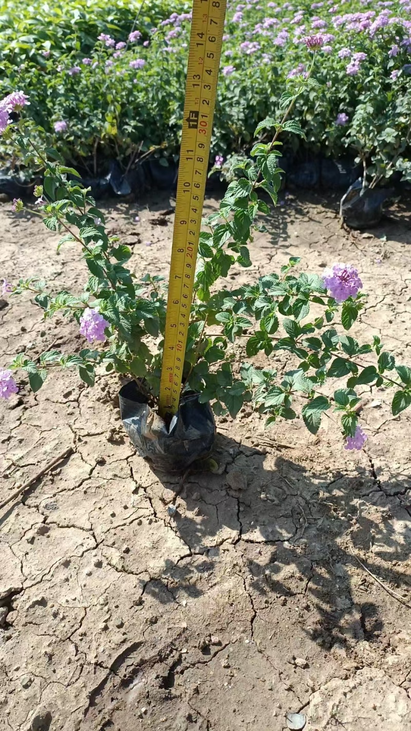 精品紫花马缨丹基地直发