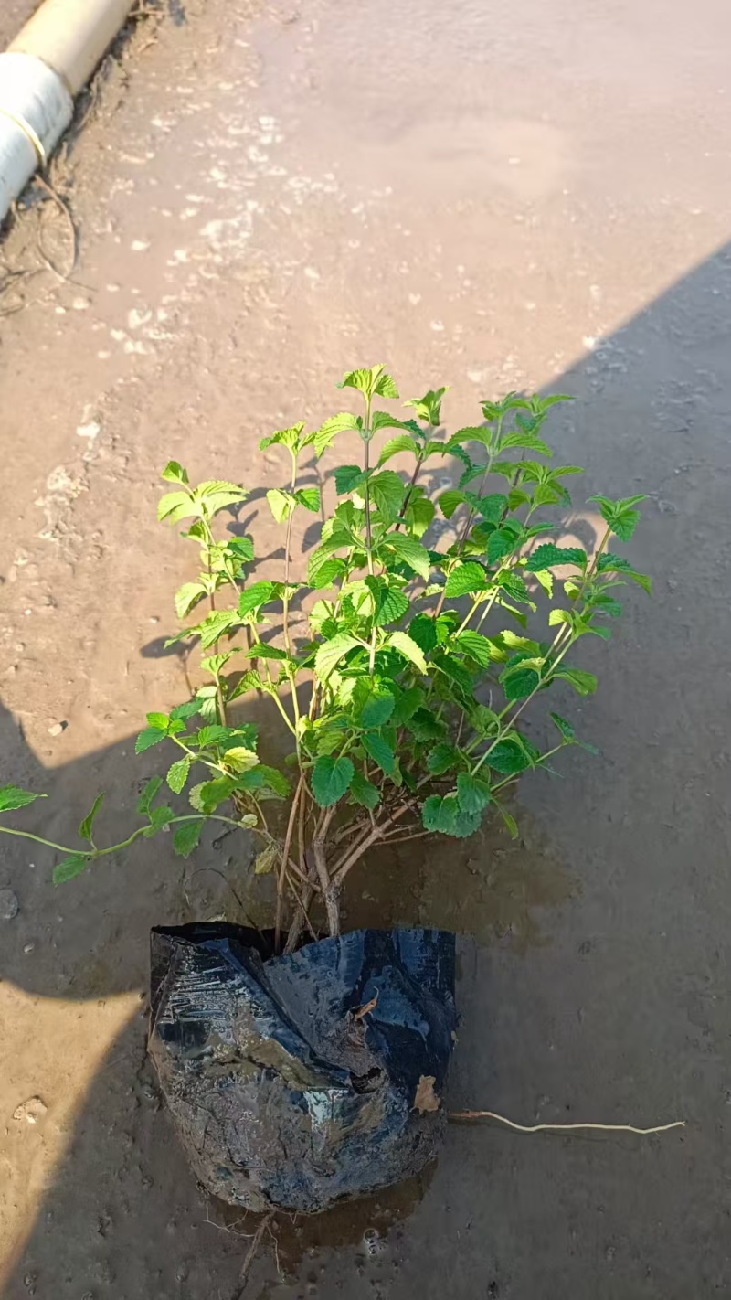 精品紫花马缨丹基地直发