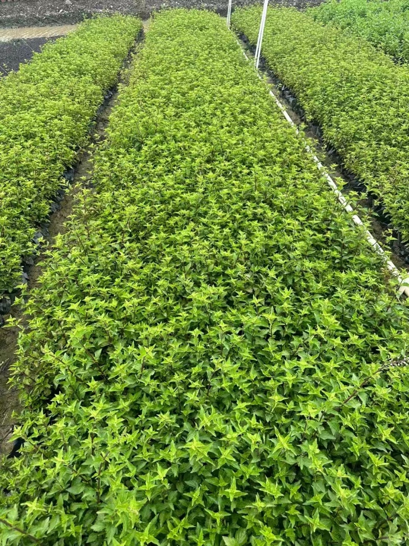 精品紫花马缨丹基地直发