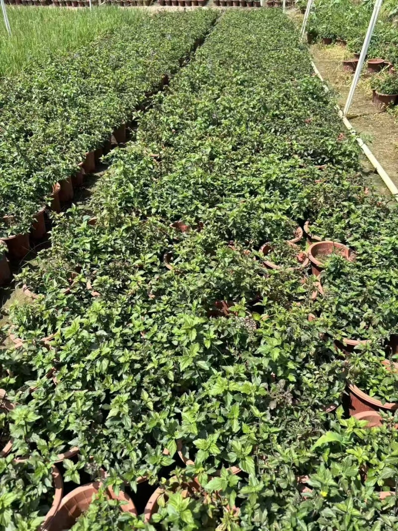 精品紫花马缨丹基地直发