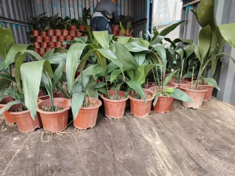 精品一叶兰基地直发