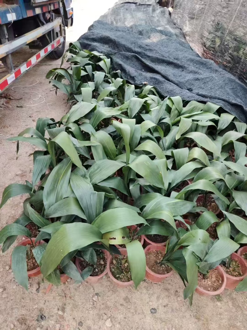 精品一叶兰基地直发