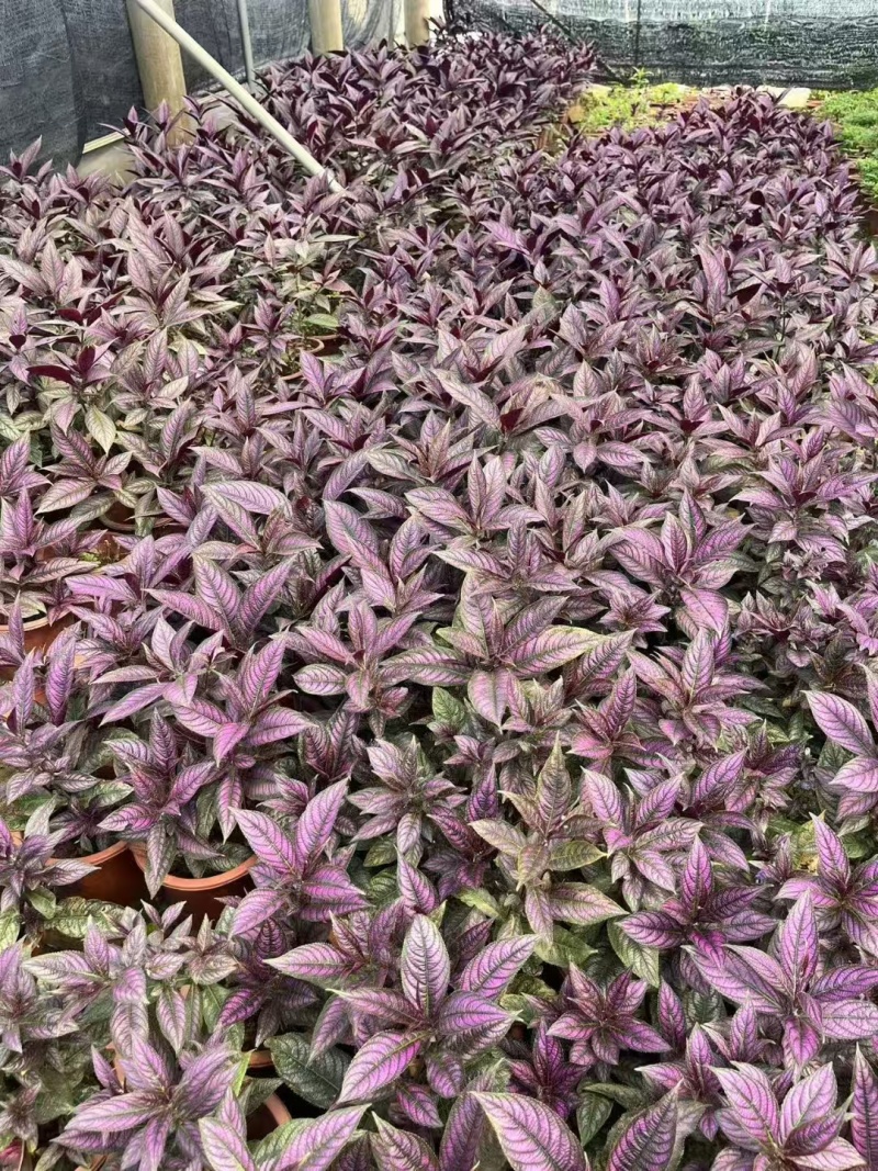 精品波斯红草基地直发