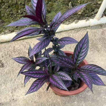 精品波斯红草基地直发