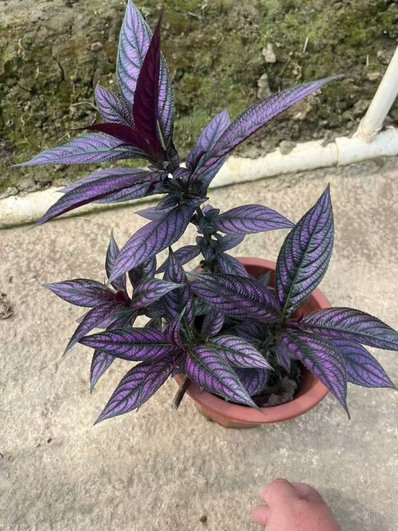 精品波斯红草基地直发