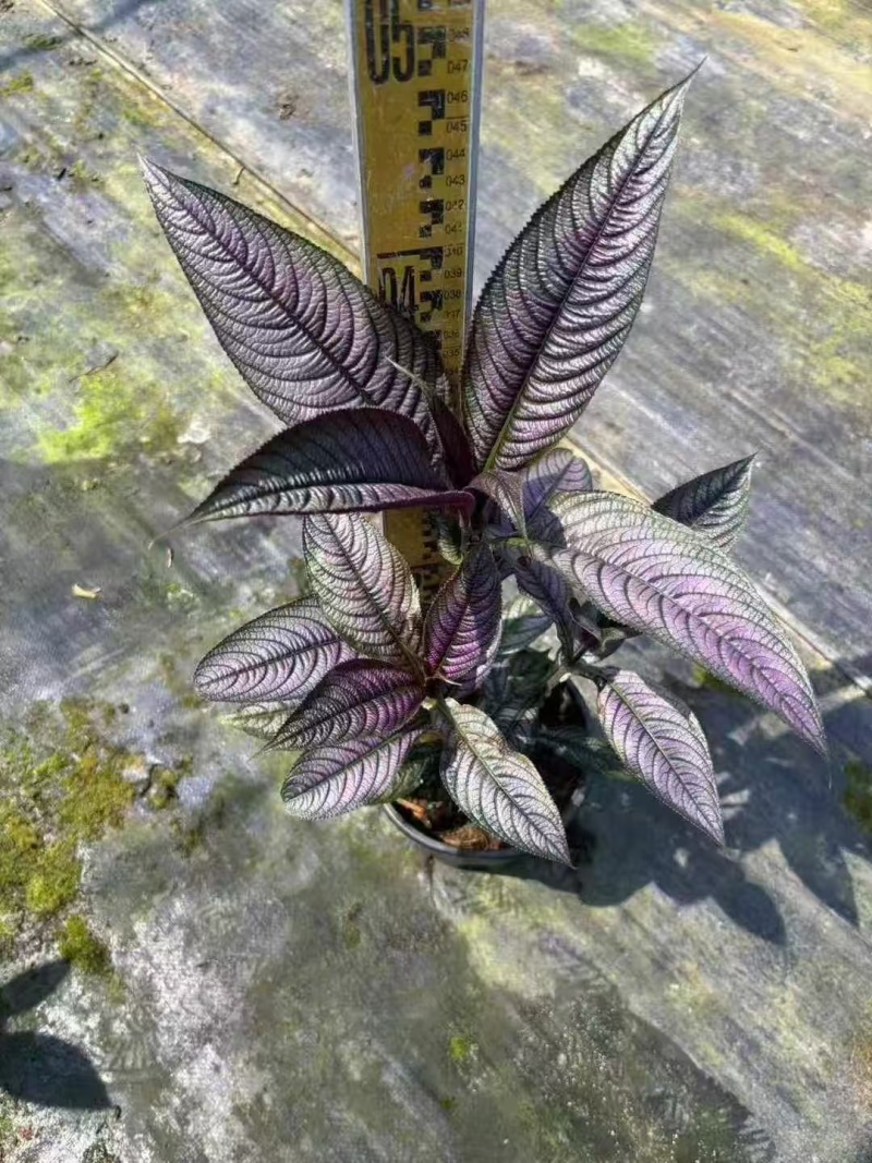 精品波斯红草基地直发
