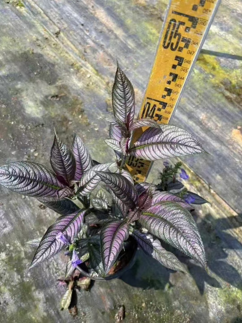 精品波斯红草基地直发