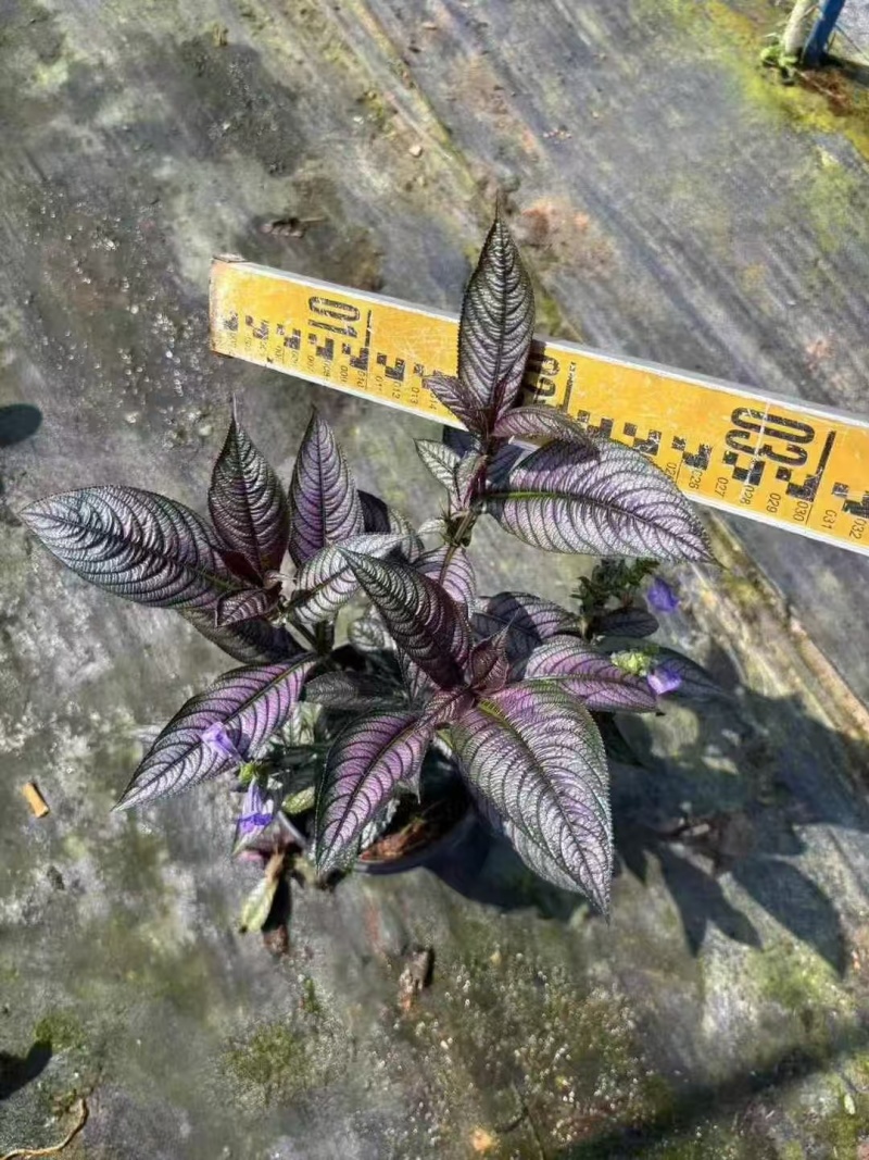精品波斯红草基地直发