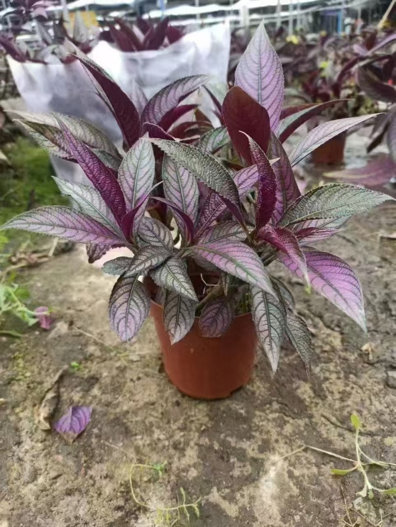 精品波斯红草基地直发