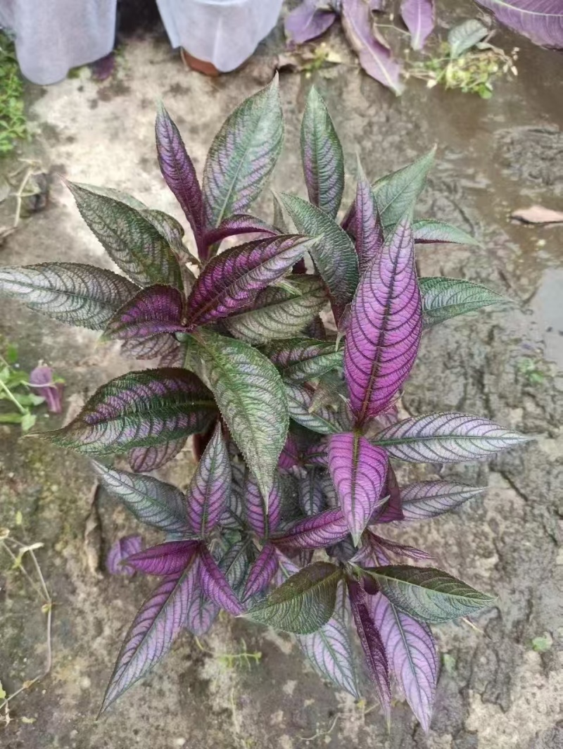 精品波斯红草基地直发