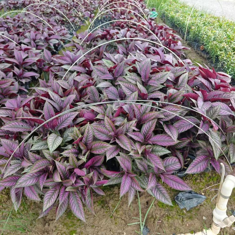 精品波斯红草基地直发