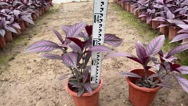 精品波斯红草基地直发