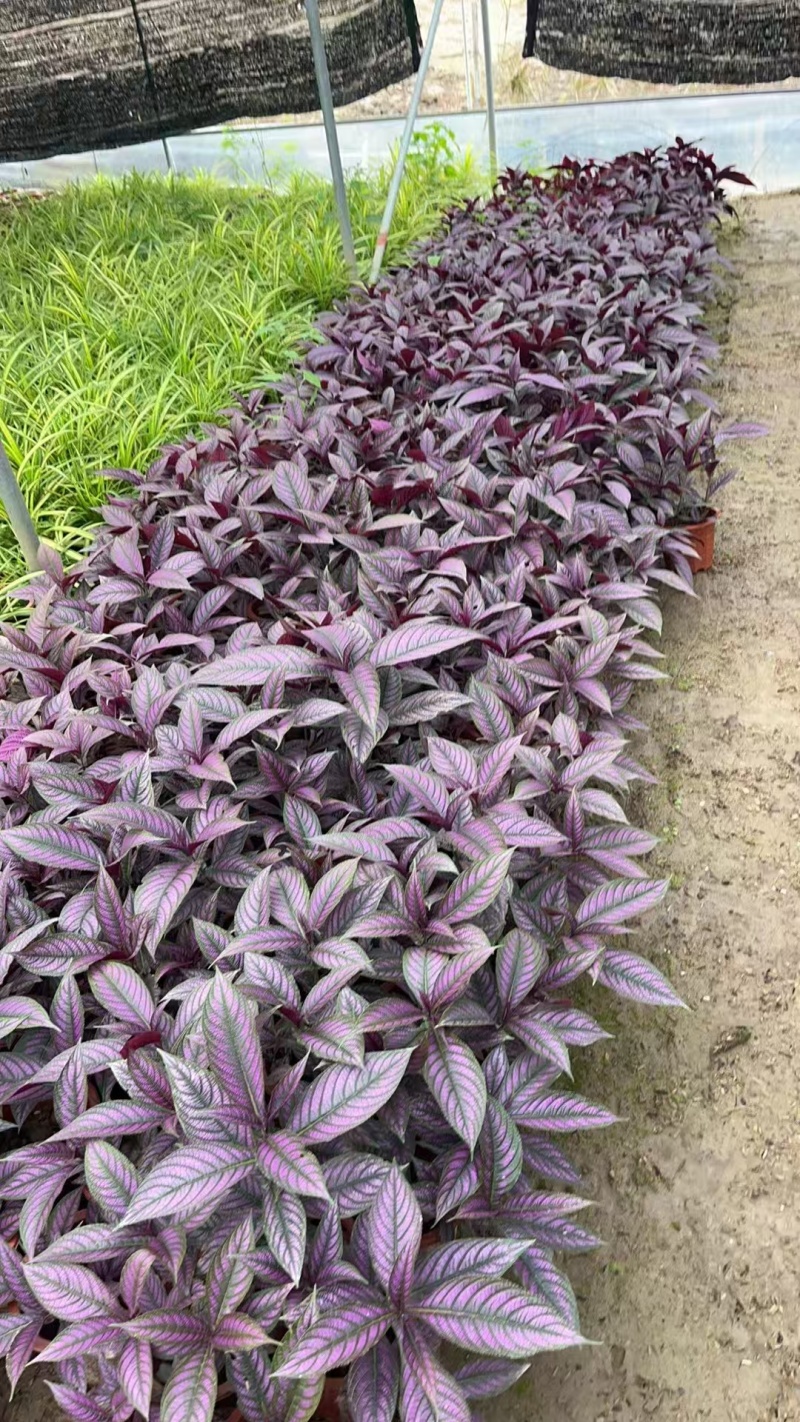 精品波斯红草基地直发