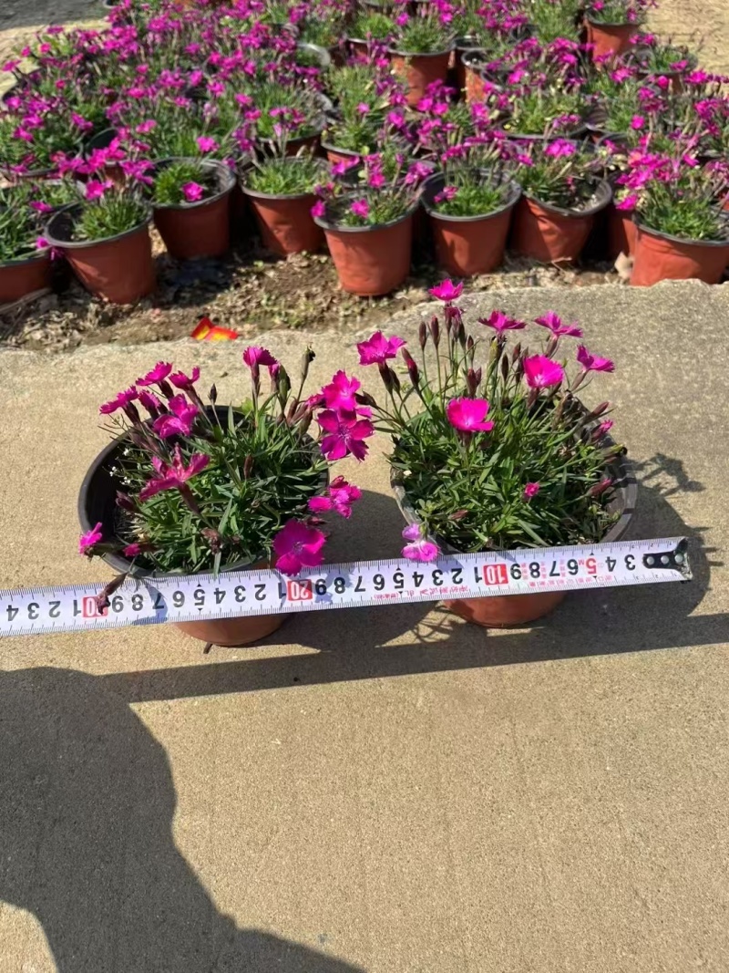 精品欧石竹基地直发