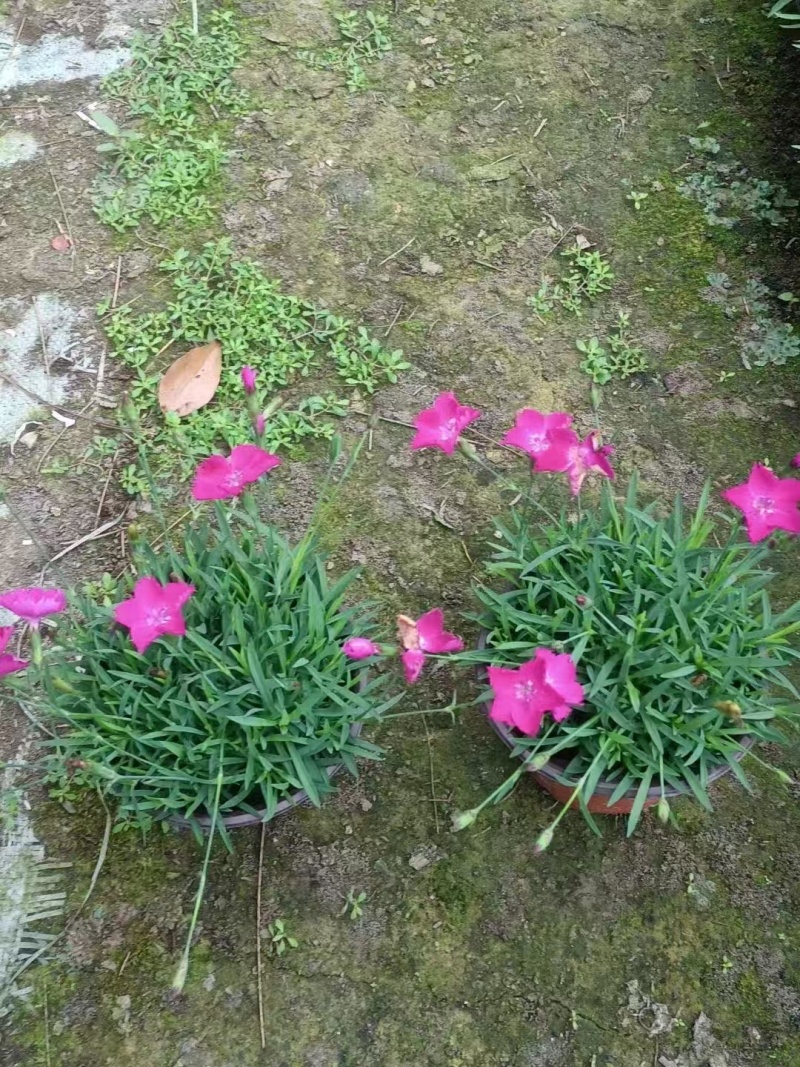 精品欧石竹基地直发