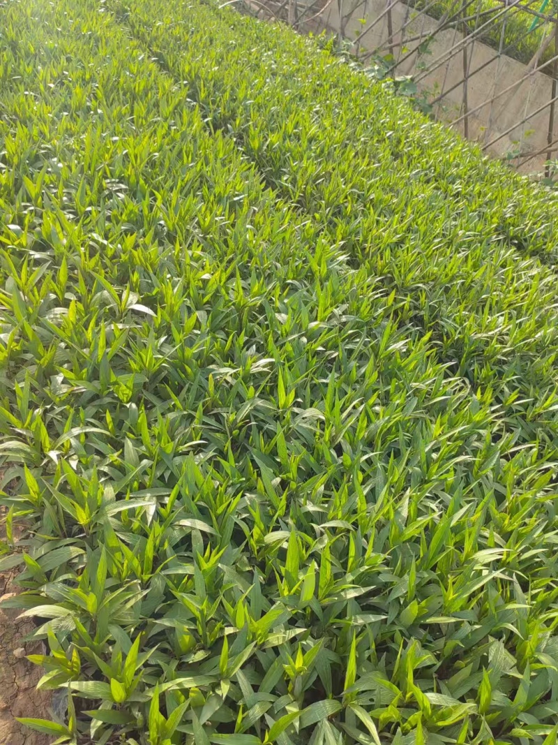 精品翠芦莉基地直发