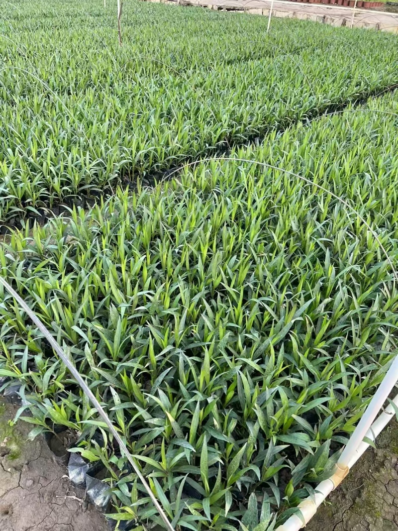 精品翠芦莉基地直发