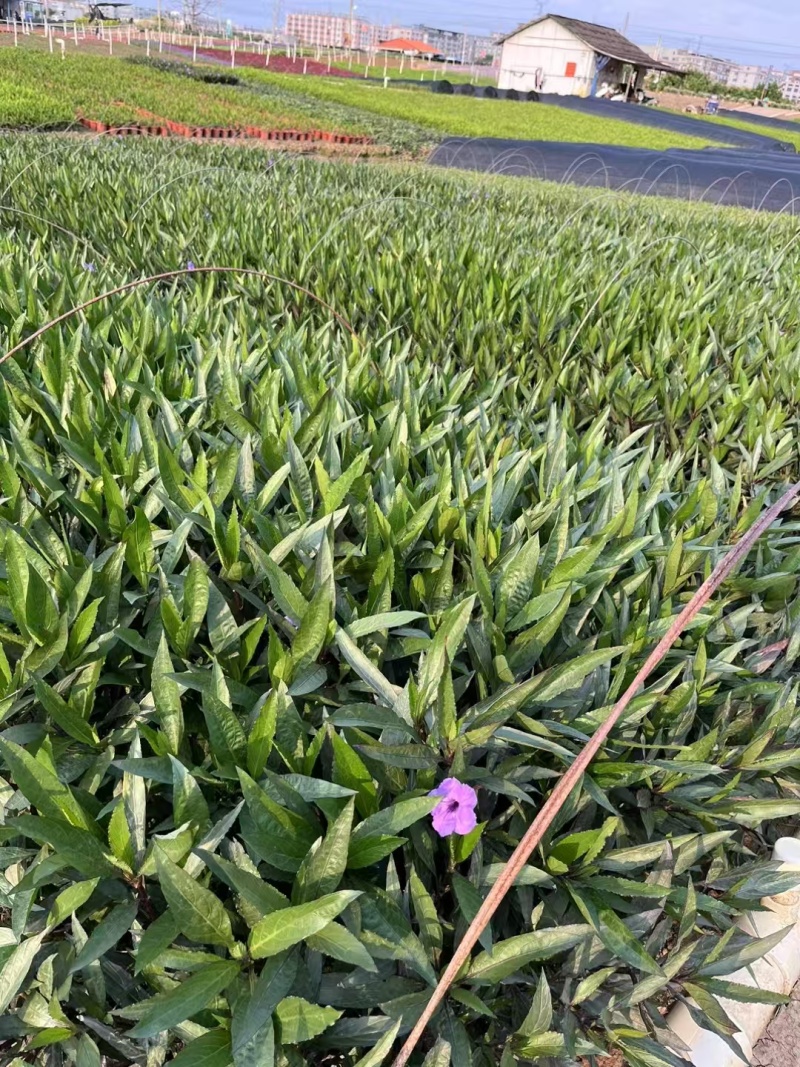 精品翠芦莉基地直发